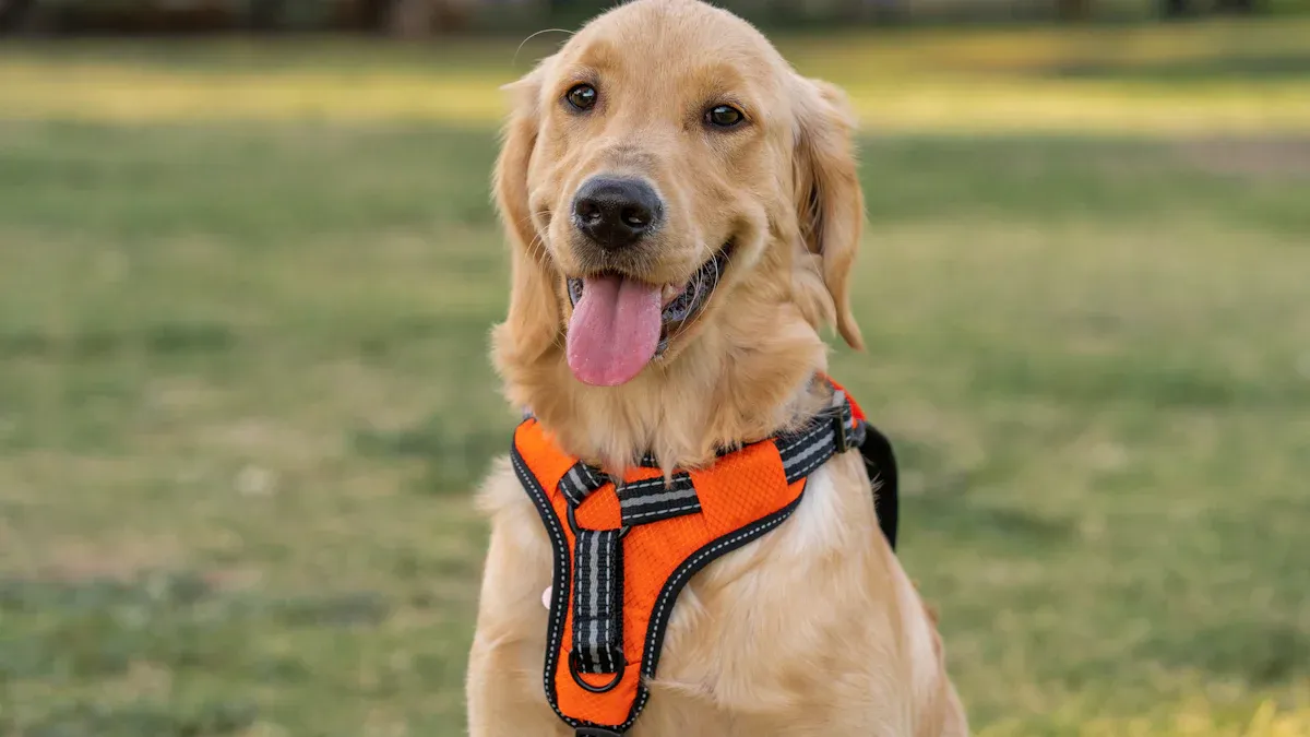 Proper Harness Fit and Sizing