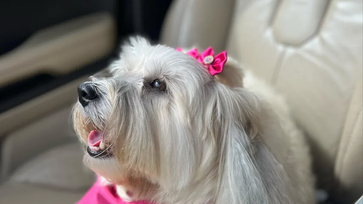 Best Dog Booster Seat Types and Materials