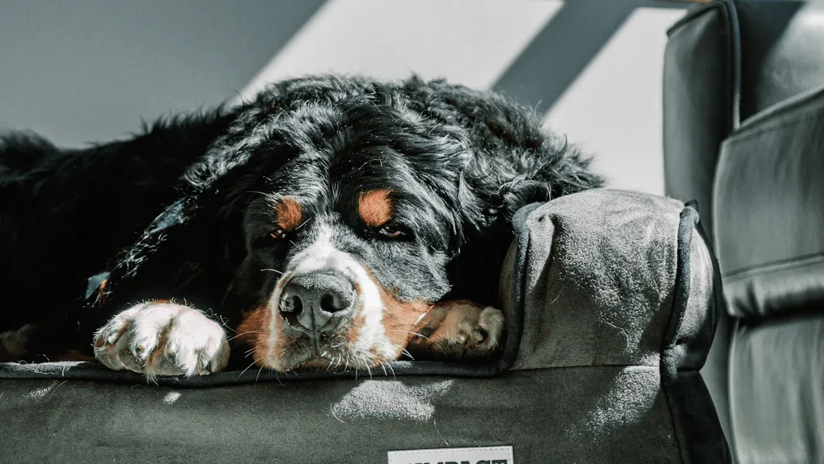 Fit, Sizing, and Comfort for Best Dog Beds