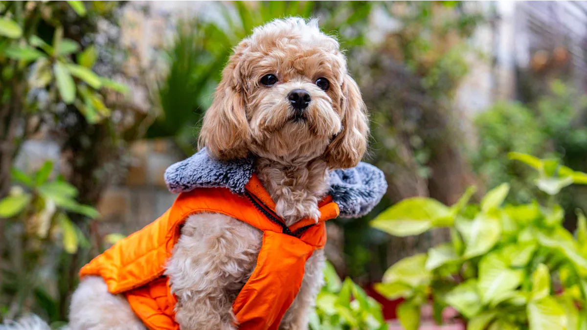 Types of Life Jackets and Key Features