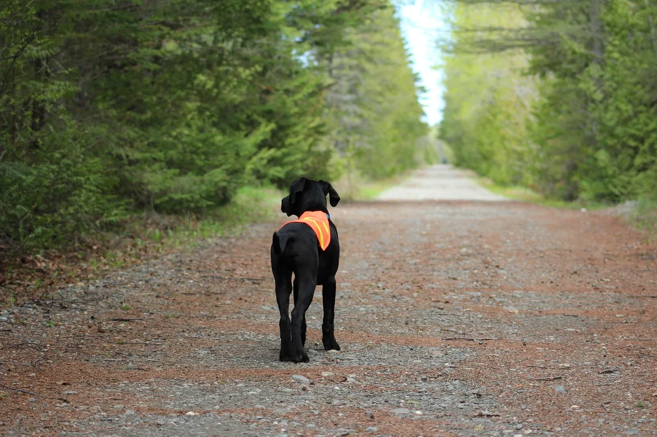 Weighted vest for dogs conditioning routine and safety checks