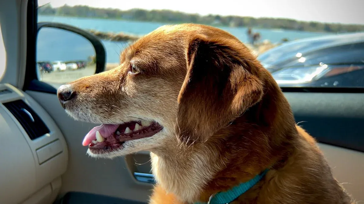 Dog Car Seat Risks and Mistakes