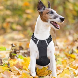 Dog wearing a black padded no-pull vest harness outdoors on autumn leaves