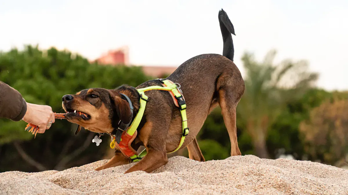 Choosing the Best Dog Harness: Materials and Build Quality