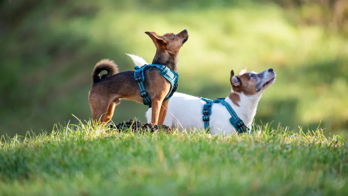 Choosing the Right Harness: Styles, Comfort, and Use