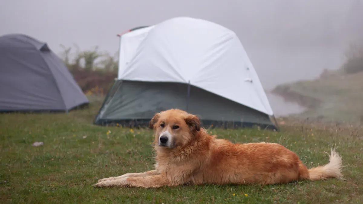 Packing Dog Essentials for Camping