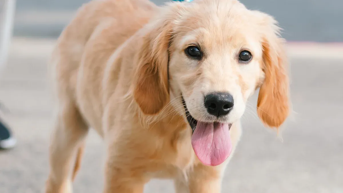 Safety Checks and Everyday Use Tips