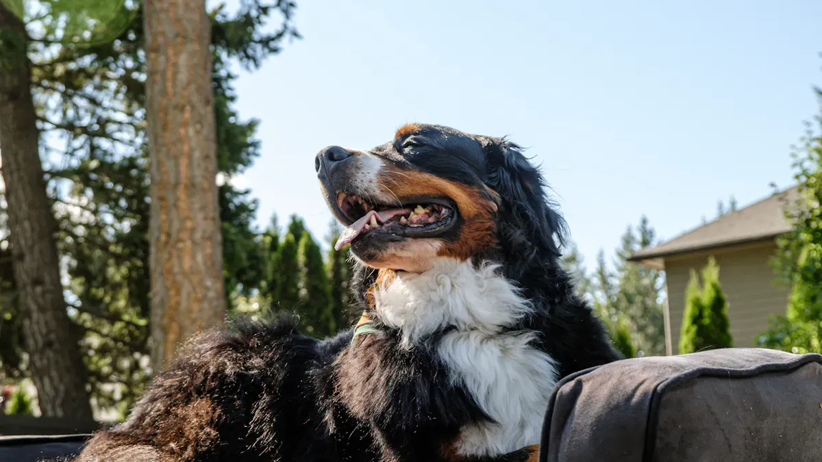 Elevated Dog Bed Materials & Frame Details