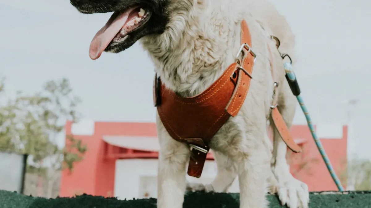 Essential Design Features for Large Dogs