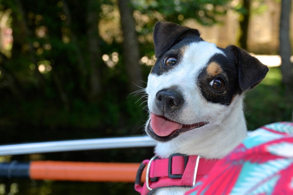 jack russel, dog, animal, smile, harness, adorable, pet, portrait, cute, hound