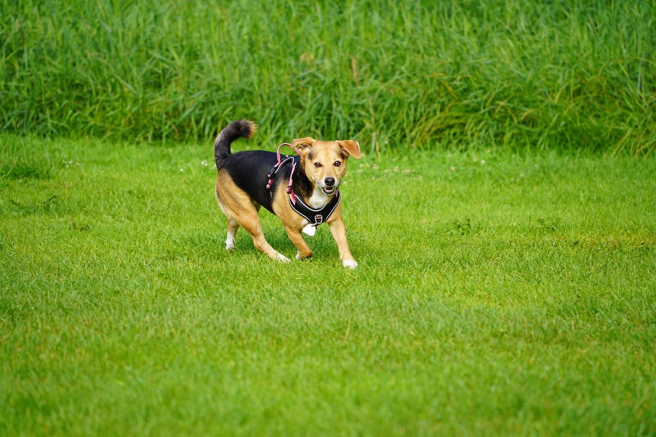 puppy, pet, canine, animal, nature, dog, tail, ears, snout, mammal, grass, meadow, dog portrait, animal world