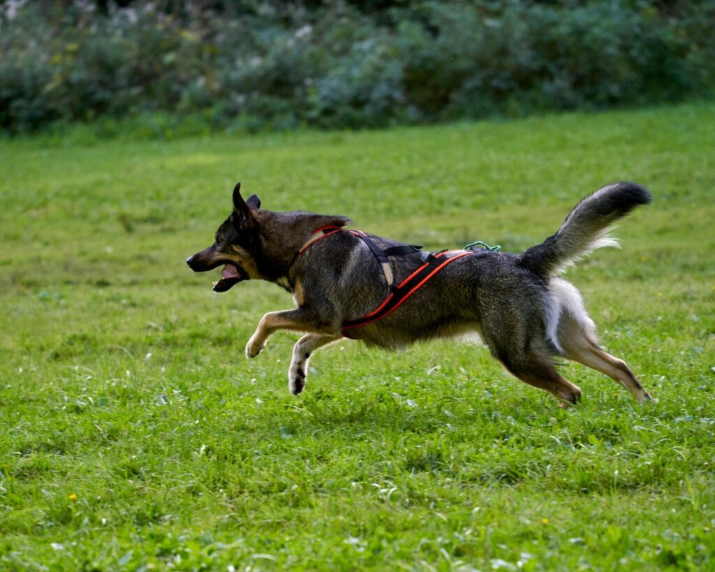 Vibrant German Shepherd running through green grass, showcasing energy and agility outdoors.