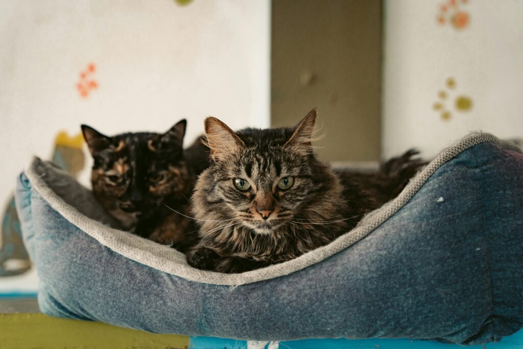 Two cats comfortably lounging in a pet bed indoors, portraying friendship and relaxation.