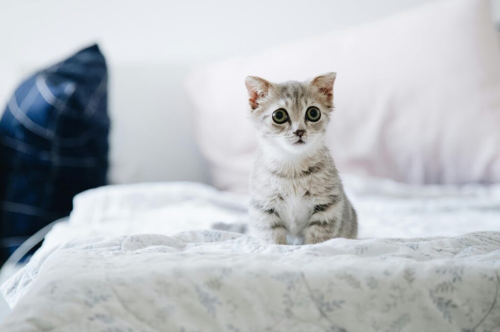 Cute grey kitten with big eyes sitting on a bed indoors. Perfect for pet lovers