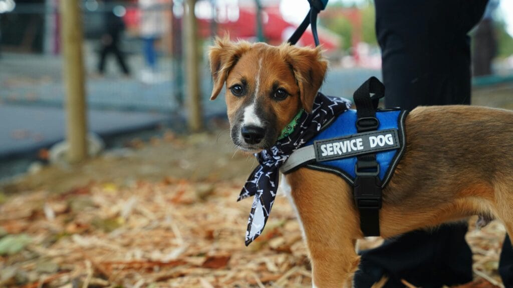 Adorable service dog puppy outdoors wearing a blue harness and bandana.