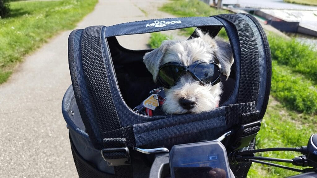 Adorable dog wearing sunglasses sits in a bicycle basket, enjoying a sunny outdoor ride.