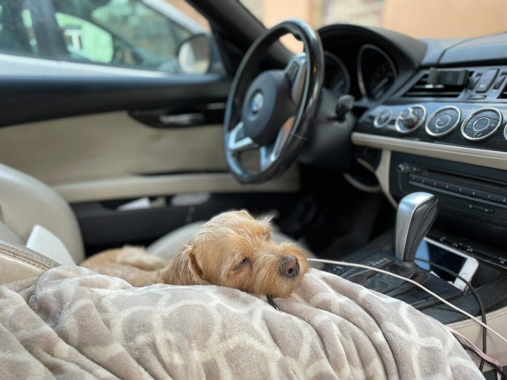 Adorable dog sleeping on a blanket in a car's passenger seat, exuding comfort and coziness.
