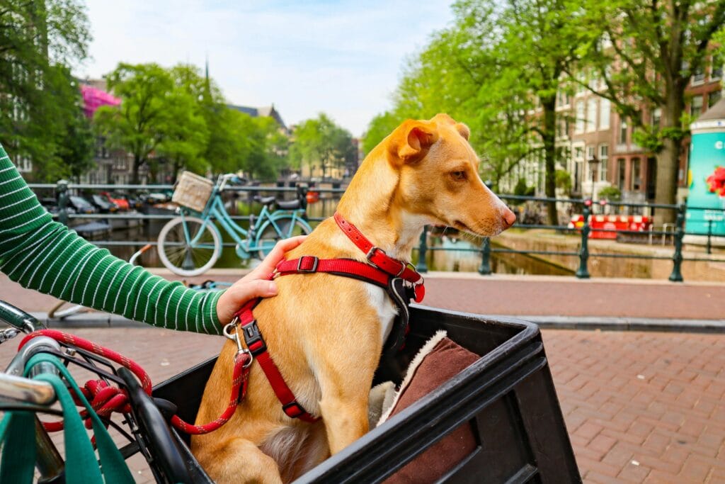 A brown dog in a bicycle basket by a city canal, enjoying a sunny day.