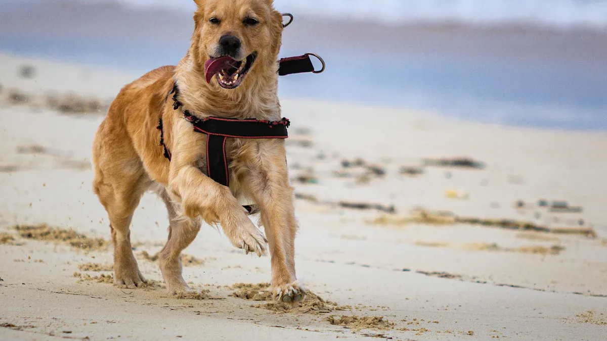 Troubleshooting and Choosing the Best Dog Life Jacket for Large Dogs