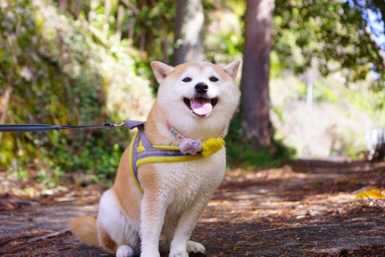 Pet Harnesses & Leashes