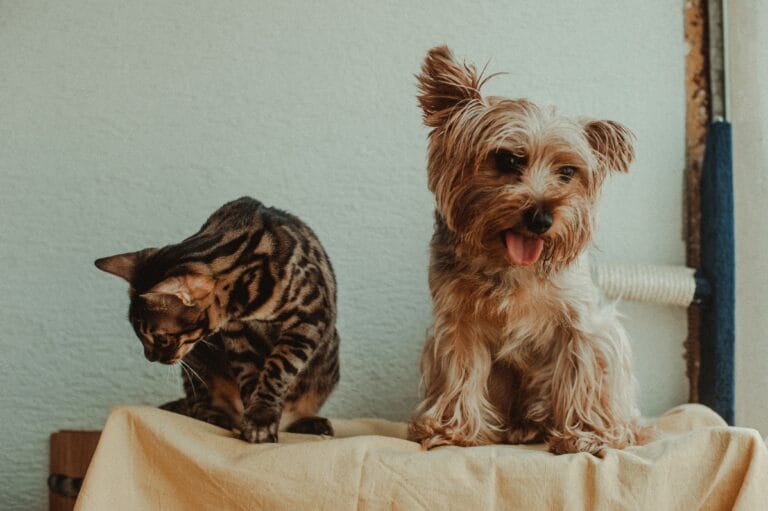 Pet Home & Indoor