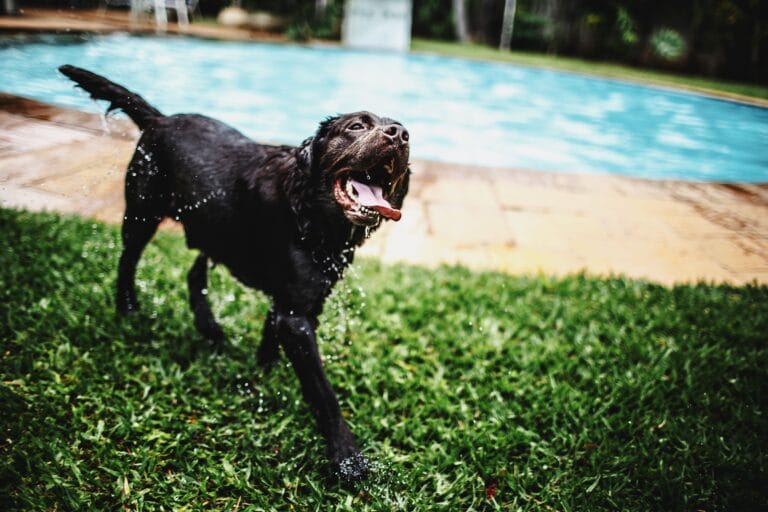 Outdoor Pet Equipment