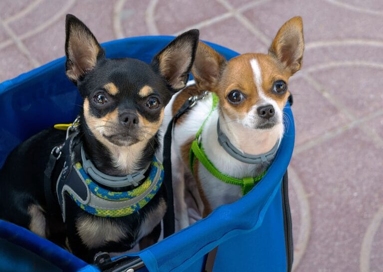 Pet Travel Bags & Carriers