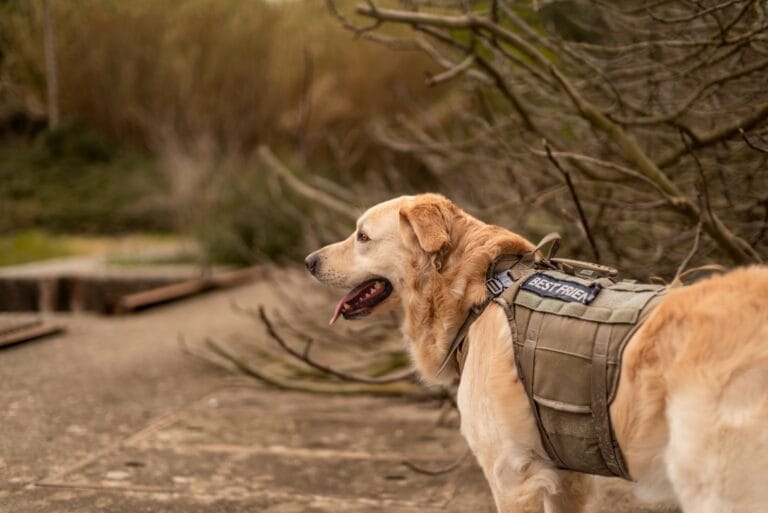 Pet Training & Activity Gear