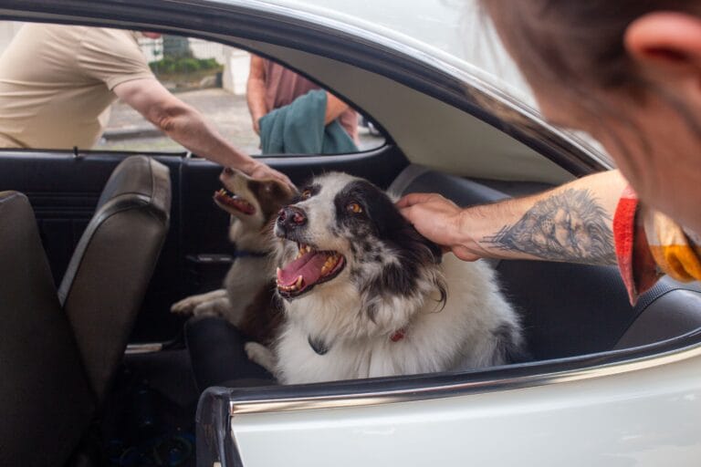 Pet Car Travel Gear