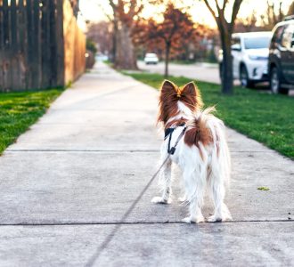 dog, pet, nature, canine, animal, walking, leash, fur, snout, mammal, dog portrait, animal world