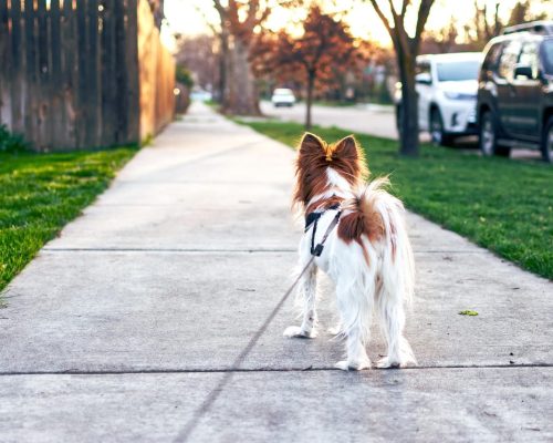 dog, pet, nature, canine, animal, walking, leash, fur, snout, mammal, dog portrait, animal world