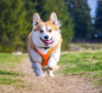 Welsh corgi wearing a dog harness on a walk outdoors