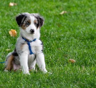 A cute Australian Shepherd puppy with blue harness sitting on a green lawn.