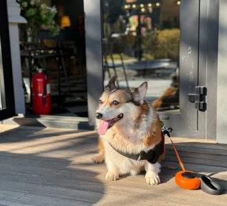 Charming Pembroke Welsh Corgi lounging outside a cafe, basking in the day.