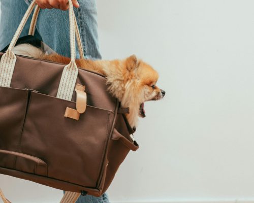 Adorable Pomeranian peeks out from a bag, carried by its owner indoors with casual style.